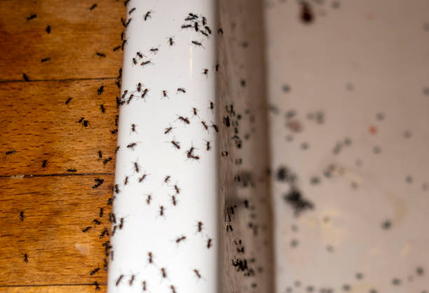 Best Cockroach Control Services  in Perry, OK