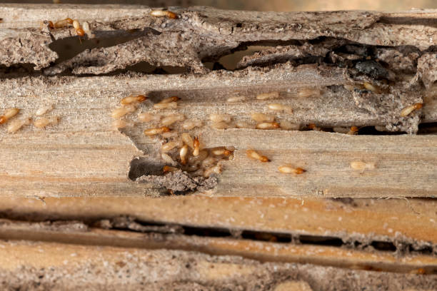 Best Best Pest Control Companies  in Perry, OK