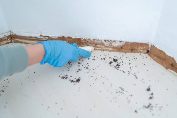 Best Flea Control Services  in Perry, OK